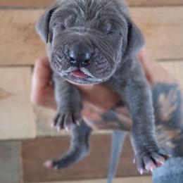 Zero - Blue female Great Dane puppy in Norwalk, Ohio from Swanger Danes