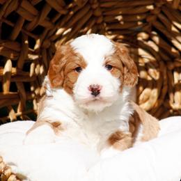 Grimm - Red male Bernedoodle puppy in Glendale, Arizona from Arizona Bernedoodles