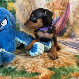 Diasy - Black and tan female Miniature Pinscher puppy in Lancaster, Missouri from White Stone Ranch