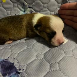 Green - White and red male Pembroke Welsh Corgi puppy in Beulaville, North Carolina from Windy Acres Pembroke Welsh