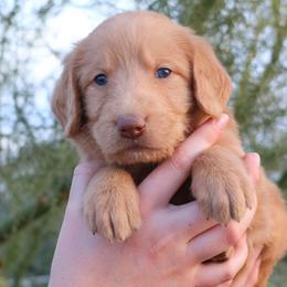 Duke - Caramel male Labradoodle puppy in Apache Junction, Arizona from Loving Doodle