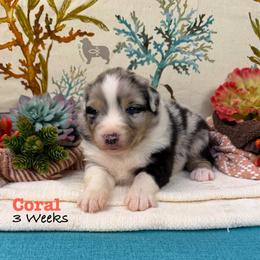 Coral - Blue merle female Australian Shepherd puppy in El Dorado Springs, Missouri from OR Aussies