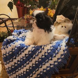 Boy 1 - Black and white Shih Tzu puppy in Ontario, Oregon from Keeper of the Stars