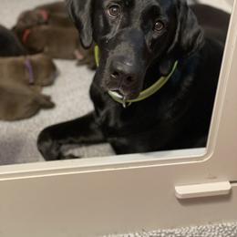 Labrador Retriever Puppies from Crout Kennels