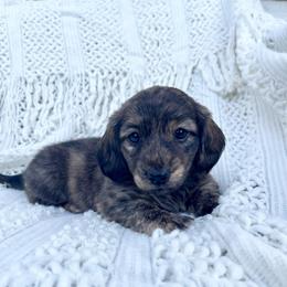 Blaze - Brindle male Dachshund puppy in Rogue River, Oregon from Bear Feet Dachshunds