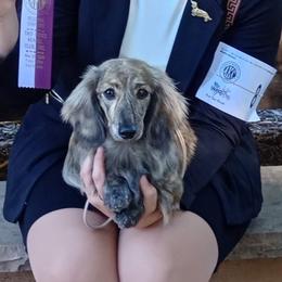 Dove - Dachshund