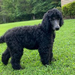 Poodle All Grown Up from Copper Canyon Standard Poodles