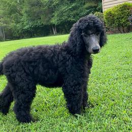 Poodle All Grown Up from Copper Canyon Standard Poodles