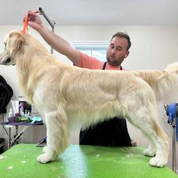 Golden Retriever Puppies from Canyon Ridge Goldens