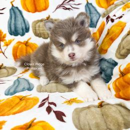 Roswell - Lavender female Pomsky puppy in Sheffield, Iowa from Clover Ridge Pomskies