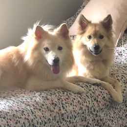 Icelandic Sheepdogs from Tri-Star Icelandics