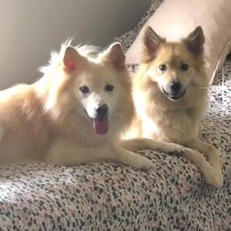 Icelandic Sheepdogs from Tri-Star Icelandics