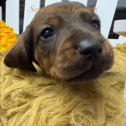 Orange - Brindle male Dachshund puppy in Leoma, Tennessee from Southbound Kennel