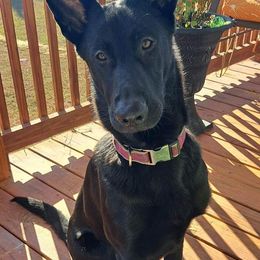 German Shepherds from Czech Haven GSD Kennel