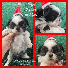 Onyx - Black and white male Shih Tzu puppy in Maize, Kansas from Air Capital Shih Tzu Puppies