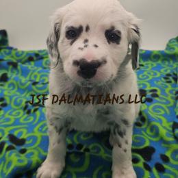 Brown - White and black male Dalmatian puppy in Conrath, Wisconsin from JSF Dalmatians LLC