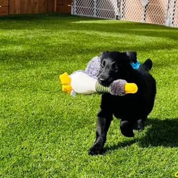 Golden Retriever Puppies from Firefly’s Retrievers