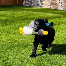 Golden Retriever Puppies from Firefly’s Retrievers