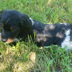 French Brittany Puppies from Dakota Point Kennel