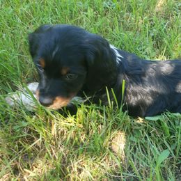 French Brittany Puppies from Dakota Point Kennel