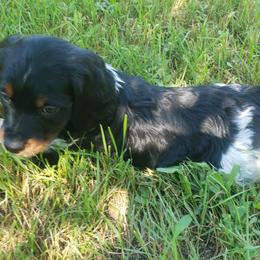 French Brittany Puppies from Dakota Point Kennel