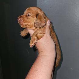 Girl 2 - Red female Dachshund puppy in Lansing, Michigan from Black Thunder 517 Dachshunds and frenchies