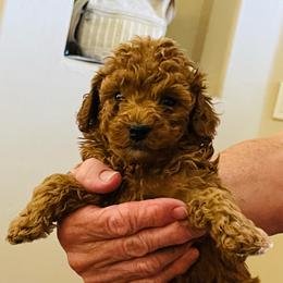 Tilly - Red female Cavapoo puppy in Cedar City, Utah from Pearson's Poodles