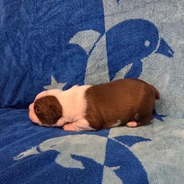 Biscuit - Red male Boston Terrier puppy in Calhoun City, Mississippi from Byrd's Beautiful Bostons