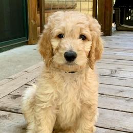 Goldendoodle Puppies from Lundee Doodles