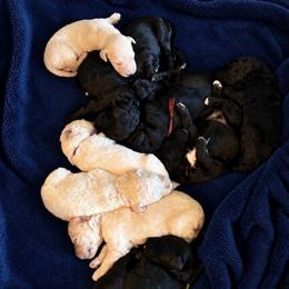 Female 4 - Parti female Goldendoodle puppy in Rainier, Washington from Hanson’s NW Goldens & Doodles