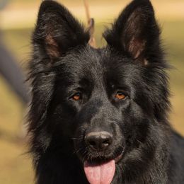 Lucci - German Shepherd