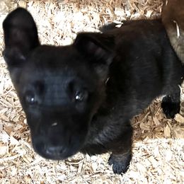 Rogue - Black brindle female Dutch Shepherd puppy in Sierra Vista, Arizona from KnightWatch K-9