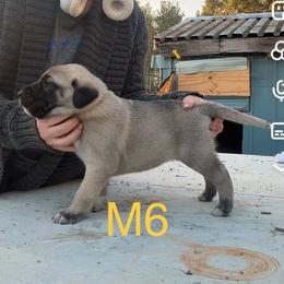Male 6 - Fawn male Anatolian Shepherd Dog puppy in Daggett, Michigan from T&S Anatolians