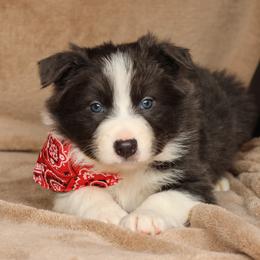Jingle - Slate (Blue) - Slate male Border Collie puppy in Courtland, Alabama from C Bar C Ranch Border Collies