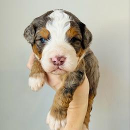 Asher - Merle male Bernedoodle puppy in Auburn, Indiana from Martin’s Doodles