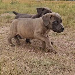 Boerboel Puppies from Standing Stone Boerboels