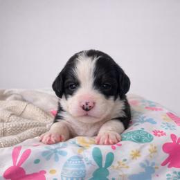 Piper - Black and white female Sheepadoodle puppy in Rocky Point, North Carolina from CelticDoods