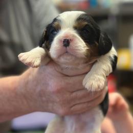 Oreo - Tri-color male Cavalier King Charles Spaniel puppy in Broken Arrow, Oklahoma from Cavalier King Charles Heartland