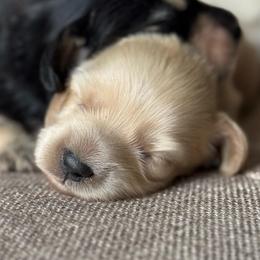 Lux -AKC 4000 - Cream female Dachshund puppy in Krum, Texas from Tired Chef Dachshunds