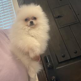 Lily - Cream female Pomeranian puppy in Corpus Christi, Texas from Crown Rose Pomeranians