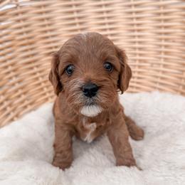 Biscuit - Red male Cavapoo puppy in Apache Junction, Arizona from Coffey House Doodles