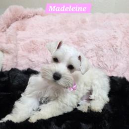 Madeleine - Wheaten female Miniature Schnauzer puppy in San Diego, California from SoCal Beards and Brows