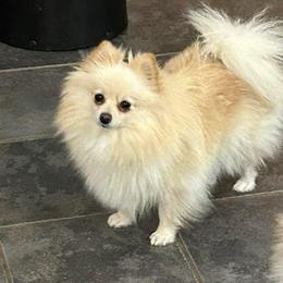 Lexi - Cream female Pomeranian puppy in Douglas, Massachusetts from Country Oak Poms LLC