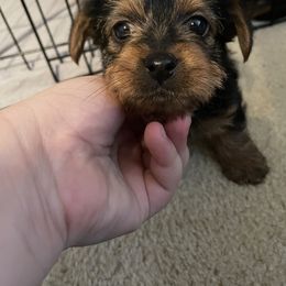 Yorkshire Terrier Puppies from Suttons Yorkies