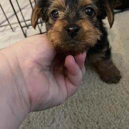 Yorkshire Terrier Puppies from Suttons Yorkies