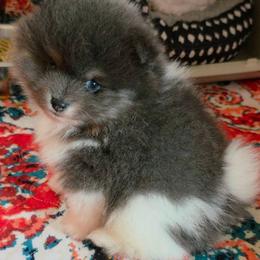 Adkpom Otis AKC registered 3250 - Blue and tan parti male Pomeranian puppy in Gloversville, New York from ADKPOM Adirondack Pomeranians