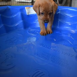 Labrador Retriever Puppies from TNT Elite Labradors