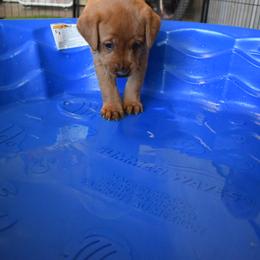 Labrador Retriever Puppies from TNT Elite Labradors