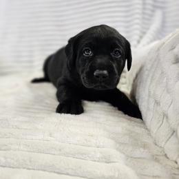 Orange Collar - Black male Labrador Retriever puppy in Boyd, Minnesota from Lindley Labradors