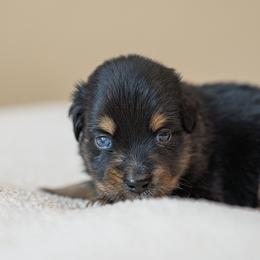 Boy 1 - male Miniature Australian Shepherd puppy in Buna, Texas from R & C Kennels